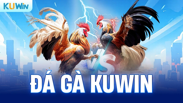 Đá gà Kuwin
