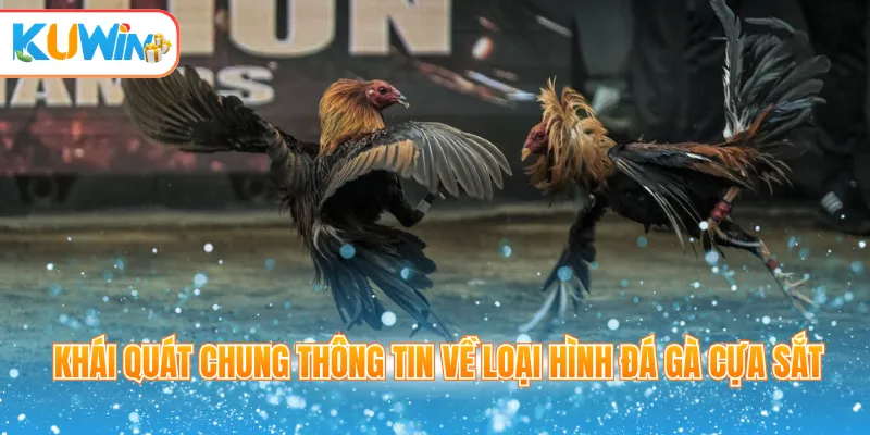Khái quát chung thông tin về loại hình đá gà cựa sắt 